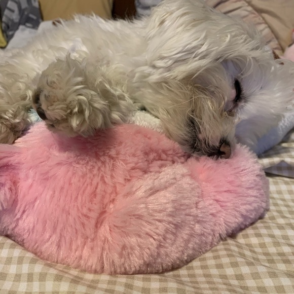 Meet your Posher, Ellen - Picture 1 of 1